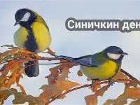 день синички